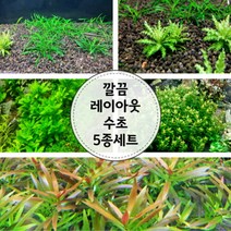 [라라아쿠아](수초) 깔끔 레이아웃 수초 5종세트, 단일속성