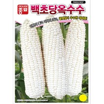 아시아종묘 백초당 옥수수 씨앗 종자 100립