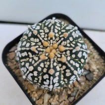 [메카다육]24-0918 선인장 슈퍼투구(국내실생)화분포함 다육식물