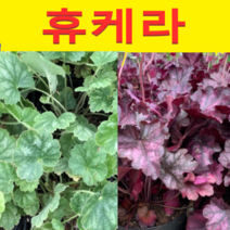 (NJ소망)휴케라모종(포트) 2개 단풍취(색상 선택형)