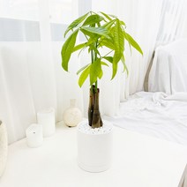 앙플랜트 원형 화이트 화분 공기정화식물 set, 파키라소품/플라스틱 기본 포트