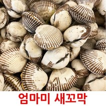 고흥꼬막  가격정보