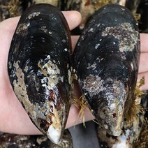 국내산 대왕 홍합 특대 1kg (6미 내외)