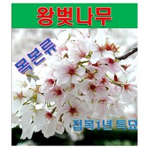 SA3/ 목본류 왕벚나무 접목1년특묘