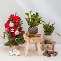 바나나 크로톤_독일 루나 토분(10cm)_2colors, 화이트