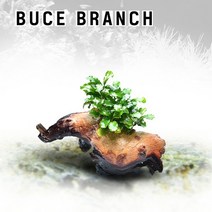 수초-작은 투톤유목 부세 활착-어항 수족관 수중식물, 없음