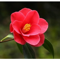 순희농장 동백나무 포트 분 80~100cm 겹꽃동백나무묘목 조경수 정원수 울타리, 겹동백 80~100cm  (포트 분  1개)