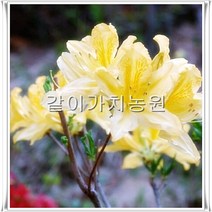 같이가치농원 철쭉나무 (황철쭉) 노란꽃 H0.5전후 5주묶음