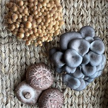 당일수확 강화도, 3종 모듬버섯400g