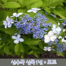 충주원예조경 산수국 10cm (포트묘) 2주묶음, 주