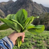 울릉도 명이나물 생채 1kg 울릉도 산지직송, 명이생채1kg