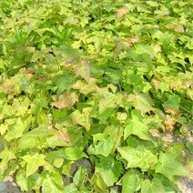 묘목/우산고로쇠 실생2년/5주 r397