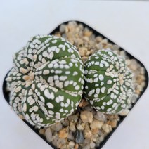 [메카다육]59-0630 선인장 슈퍼투구 쌍두(국내실생)화분포함 다육식물, 1개