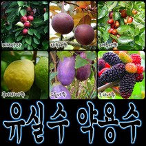 순희농장 대봉 모과 매실 홍도화 오디 구아바 오미자 포도 아로니아 칼슘 비파 보리수, 보리수포트, 1개