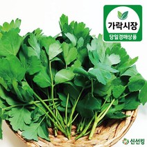 가락시장 당일경매 생 방풍 하우스 도매 신선킹 방풍나물 500g / 1kg