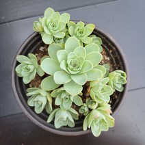 꽃다리 그라노비아 99 다육식물 다육이 아이만배송
