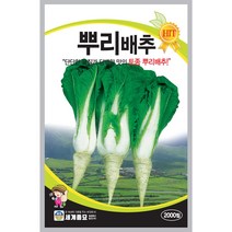 뿌리배추 씨앗 2000립 /김장 배추 씨앗 채소씨 배추씨 종자 토종 뿌리배추