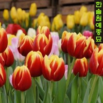 유럽 튤립 구근 모음, 07. 핑크 임프레션 (5구1세트), 1개