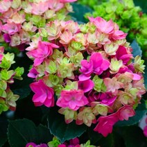 수국 (별수국) 토양에 따라 색이 변하는 수국꽃 팔선화 수구 / 정원 조경수 화분에도 좋음 FG238, 1개