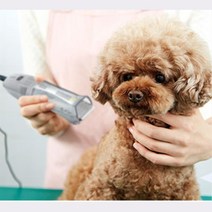 소형견 푸들 털관리 초보용 미용 바리깡 애완용품 새끼강아지 선물 성견 강아지 자견