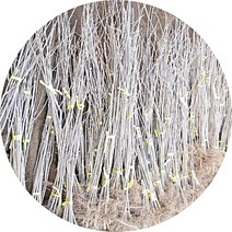 이팝나무 묘목 2년5주 조경수, 1개