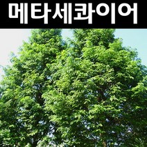 메타세콰이어 나무 묘목 실생3년 뿌리묘 5개/정원/공원/조경수