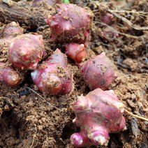 [땅끝파머스] 생자색돼지감자 돼지감자 수퍼자색돼지감자 해남 자색돼지감자, 자색돼지감자 10kg