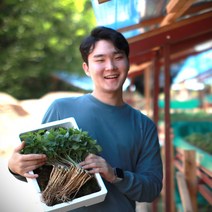 청춘농원 산양새싹인삼, 1개, 중(50개)