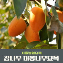 서울농원묘목/감나무 묘목 대봉 야오끼(왕대봉) 둥시 차량단감 월하시, 하묘