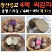 왕산종묘 씨감자 4색감자(백작 수미 자영 홍영) 감자 강원도감자 4KG 감자종자, 4색감자 4kg 1박스