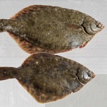 대감댁 국산 자연산 활 도다리 600g 생물 봄도다리 횟감 쑥국, 도다리 2미 (600g 내외)