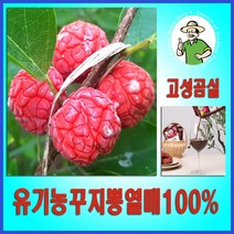 구지뽕 발효효소진액 여름할인행사 100ml 30팩 총2박스 국산유기농고성곰실 구찌뽕열매 100%, 1+1박스