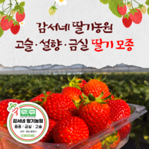 딸기 모종 - 고슬 설향 금실, 고슬 모종(지피포트)