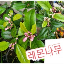 레몬나무-쬐끔하다구 무시하시면, 1개