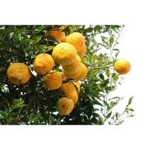 햇 유자청 2kgX1EA 유자청만들기 유자차 유자즙(OF)