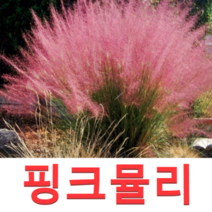 (성실G)핑크뮬리그라스모종(7치 화분) 1개
