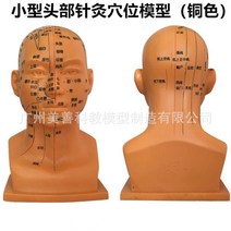 인체 모형 장기 척추 뼈 간호실습용 침술 교육용 해골 사람 근육, B