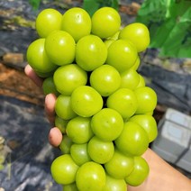 가격파괴 첫출하 김천 고당도 하우스 샤인머스켓, 1kg(2~3수), 1개