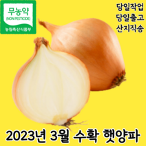 2023 햇 양파 무농약 친황경 창녕 산지직송 국내산, 2023년 햇양파 중+대 혼합 3kg