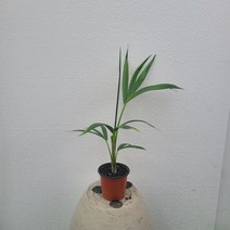 실내공기정화식물 겐차야자 켄차야자 소품 15-25cm 49