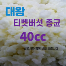 다양한 티벳버섯유산균 인기 순위 TOP100 제품 추천