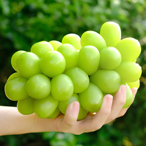 1% 샤인머스켓 백화점용 청 포도 거봉 과일 선물세트 씨없는포도, 노마진@가정용 샤인머스켓 2kg(5~6수)