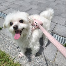 강아지 귀여운 캐릭터 하네스 가슴줄 Y형 L형 I형 + 리드줄 세트, 핑크