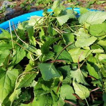 유기농 취나물 제철 햇 생취나물 1kg 3kg 당일수확 농장직송