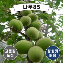 (나무85) 매실나무, 1. 청매실 천매 접1( 2주묶음 )