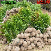 남천나무 묘목 분묘 40 60 80 1m 1m20 공기정화식물 실내화초 관엽식물, 60cm