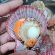 제철해산물 고르기, 1개, 비단가리비1kg
