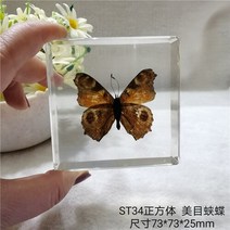 조각품 진짜 식물 곤충 견본 거북이 머리 거미 잠자리 불가사리 수지 홈 테이블, 20 20