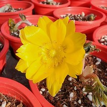 복수초4치 포트 노란꽃 노지월동 봄꽃