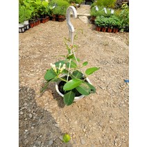 45~60cm 마다가스카르자스민 넝쿨자스민 행잉 149, 1개